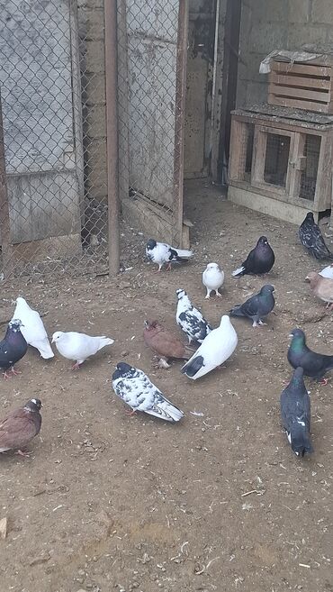 Göyərçinlər: Satılır — 9