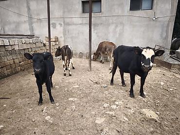 holşteyn inək: Dana, buzov, Dişi, Holsteyn, Simental, ay: 1, Südlük, Damazlıq, Ödənişli çatdırılma, Ünvandan götürmə — 2