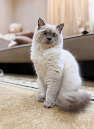 Pişiklər: Şinşilla, Erkək, Cütləşmə üçün — 1