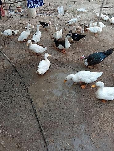 qaz ve ordek satisi: Ördək satilir,,real alici zeng etsin — 1