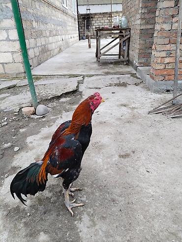 Xoruzlar: Məhsul:: 3 ədəd xoruz 2 beçə bir xoruz istəyən gəlib atasının ayağını — 8