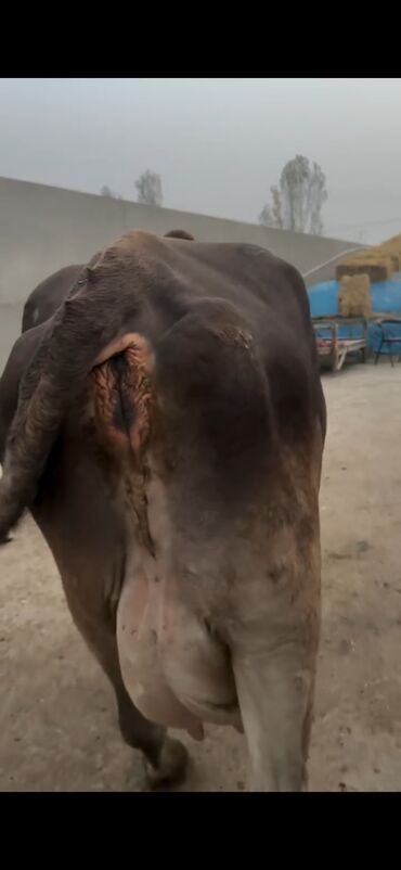 Inəklər, öküzlər: Simental tipli inək və buzov dəsti - Cins/Tip: Simental (qəhvəyi -da lalafo.az — 9 Inəklər, öküzlər: Simental tipli inək və buzov dəsti - Cins/Tip: Simental (qəhvəyi — 9