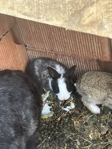 Dovşanlar: Qiymet 5 manatdan 27 manata kimi dir 5 manata balalar 10 manata erkey — 7