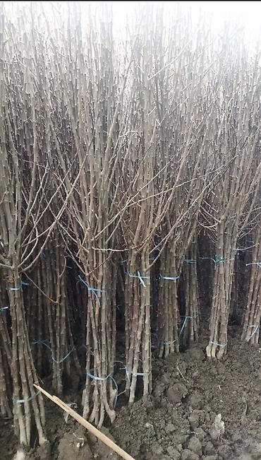 Виноград: Саженцы оптом и в розницу г.Бишкек доставка по городу Все виды — 2