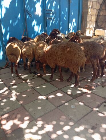 Ördəklər: Quzu, Erkək, Qala, ay: 3, 19 kq, Damazlıq, Ünvandan götürmə