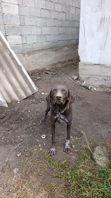 охотничая собака: Курцхаар, 2 года, Самец