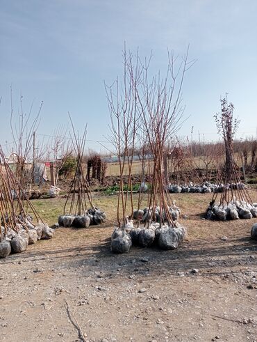 Şitillər: Toptan ve perakende formada yasil ve meyve agaclarin satisi🌴🌳🌱🍃 -da lalafo.az — 7 Şitillər: Toptan ve perakende formada yasil ve meyve agaclarin satisi🌴🌳🌱🍃 — 7