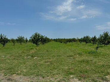 Torpaq sahələrinin satışı: 285 sot, Kənd təsərrüfatı, Mülkiyyətçi, Kupça (Çıxarış) — 7