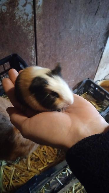 hamster qiymetleri: 4bala var 1erkek 3disi real alici yazsin ünvan kürdaxani metroya — 3