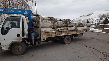 пень: Услуга по выкупу тополей. - Покупаем тополь (в т.ч. крупномерные — 3