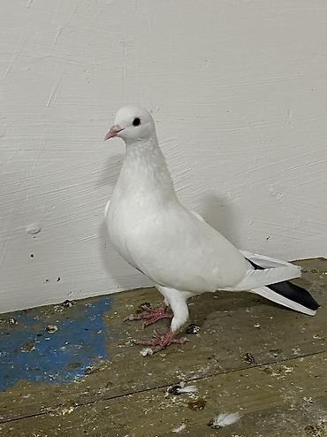 bala tutuquşu: Gök quyruq — 1