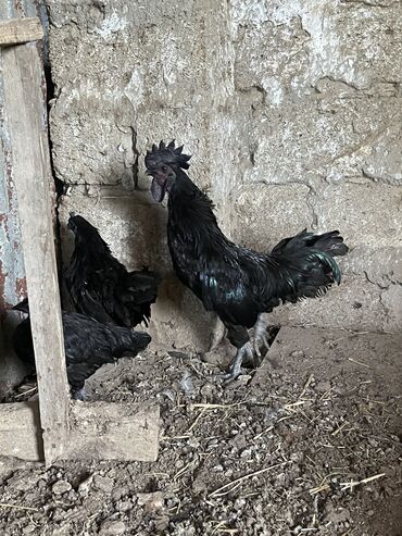 sabunçu toyuq bazarı: Toyuq, Australorp, Damazlıq, Ünvandan götürmə