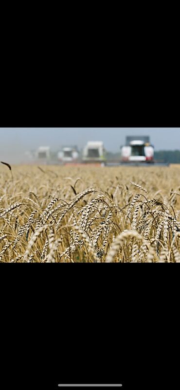 зерновой канбайн: Семена и саженцы Самовывоз