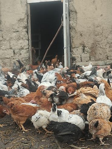 Toyuqlar: Kent Çolpaları Təsvir: - Təbii şəraitdə saxlanılan, sərbəst otlayan — 15