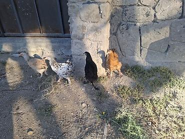 Toyuq, Yumurtalıq lalafo.az -da Toyuq, Yumurtalıq