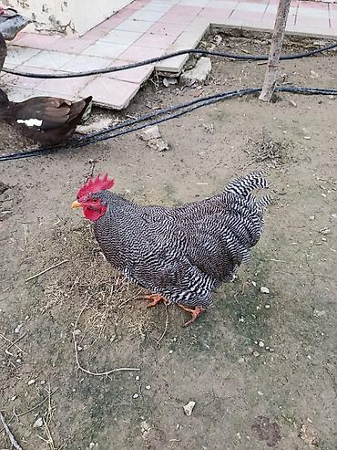 Xoruzlar: Barred rok yumrtasi satilir — 1