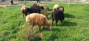 Бараны, овцы: Продаю | Ягненок | Гиссарская | На забой