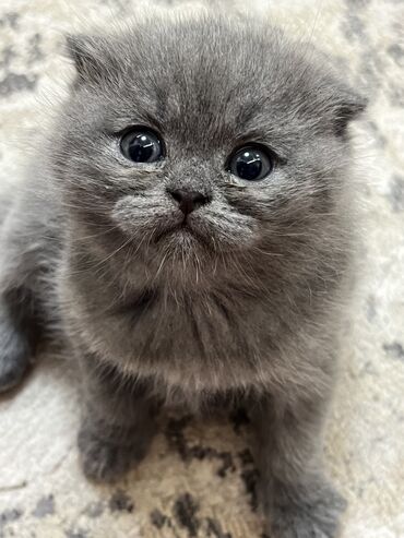 американский вислоухий кот: Скотиш Фолд (Шотландская вислоухая), 1 месяц, Девочка, Голубой