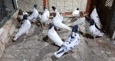 птица голуби: Иранские голуби пара