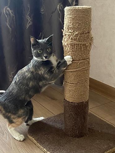 коты бишкек: ПЕРЕДЕРЖКА. Уезжаете и не знаете, с кем оставить котика? Найдется — 2
