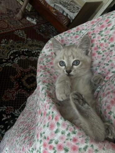 кошку ош: Котятам по 2 месяца есть и мальчики и девочки