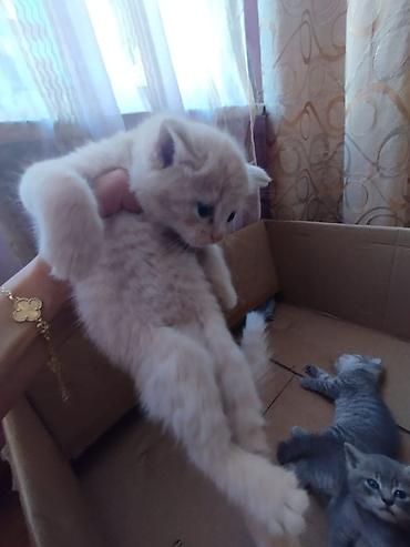 Кошки: Шотландская вислоухая — 8