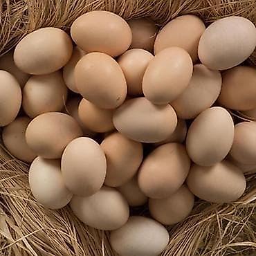 yulaf satışı: 🥚 GÜNLÜK TƏZƏ KƏND YUMURTASI SATILIR! 🥚 Qarağan Şıxlar kəndində — 3