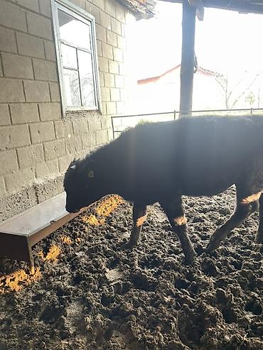 Коровы, быки: Продаю | Бык (самец) | Полукровка | На откорм — 3