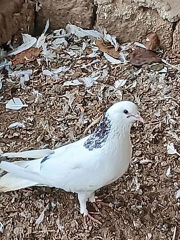 Göyərçinlər: Qiymət hamısına aitdir qiymətdə razılaşmaq olar — 12