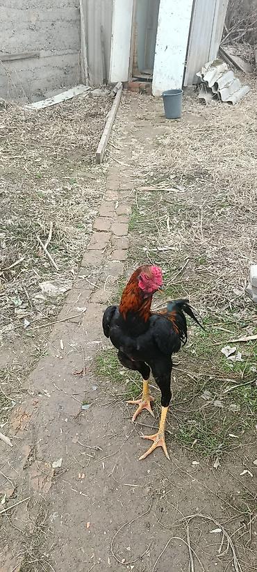 Птицы: ПРОДАЮ!!! ЯЙЦА. ИЗ ПОД ДАКАНА КОРЕЕЦ Из под чемпиона есть данные И — 2