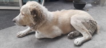 сибирская черно белая кошка: Алабай, 6 месяцев, Самец