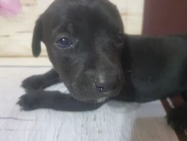 Tavalar: Cəmi 1 ədəd dişi doberman qalıb.5i satıldı.35 azn.Atası da anası da