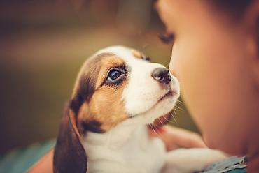 američki staford ženka: Beagle štene – inteligentno, razigrano i nežno porodično društvo - — 2