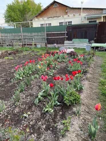 Продажа домов: Барачный, 65 м², 3 комнаты, Риэлтор, Старый ремонт at lalafo.kg — 14 Продажа домов: Барачный, 65 м², 3 комнаты, Риэлтор, Старый ремонт — 14