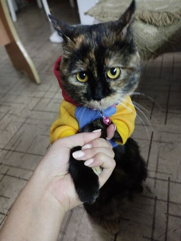 сибирский кот цена: Муиза смыщленная малышка ищет "ответственную" семью . Спасли от