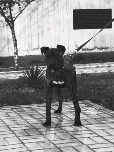 it wekli: Pitbul, 11 ay, Erkek, Peyvəndli, Ünvandan götürmə