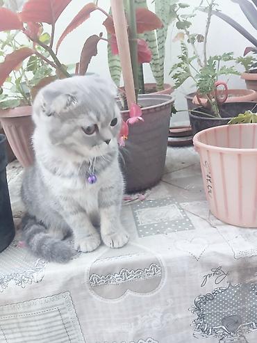 şotland pişiy: Şotland — 3