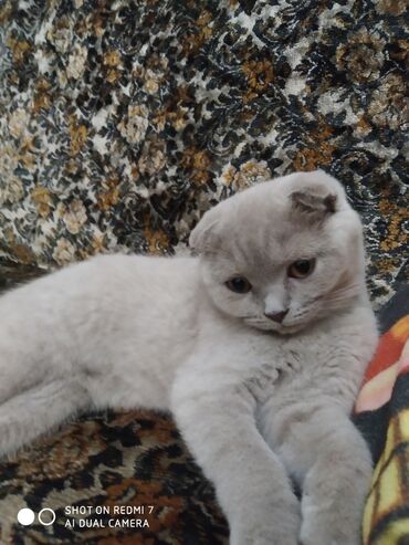 вислоухий кот купить в Азербайджан | Коты: Англо шотландская кот и кошка скоттич фолд стрейч у них родились