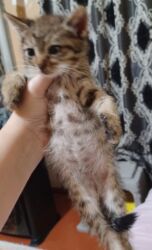 сколько стоит маленький котёнок: Табби, Самец, В добрые руки