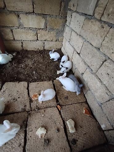 meydan iti satilir: Satılır: dekorativ və ətlik istiqamətə uyğun dovşan balaları — 6