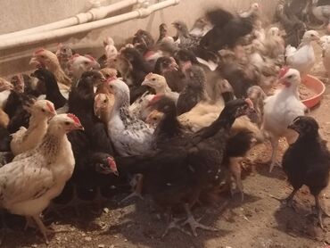 Собаки: Salam tam saglam colpalardir 2.5 yarimlikdir butun vaksinleri vurulub