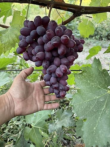 Виноград: Виноград В розницу — 1