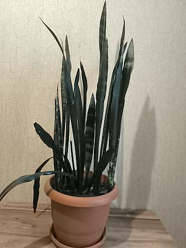 suni bitki: Sansevieria (Qayın dili) otaq bitkisi - Növ: Sansevieria trifasciata — 1