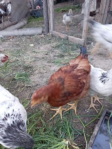 quşlar göyərçin: Məhsul: Qarışıq cins kənd toyuqları (ağ-qara ləkəli və qırmızı tünd — 1