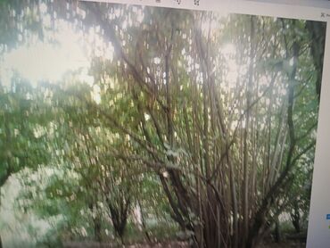 Torpaq sahələrinin satışı: 21 sot, Tikinti, Mülkiyyətçi, Kupça (Çıxarış) — 15