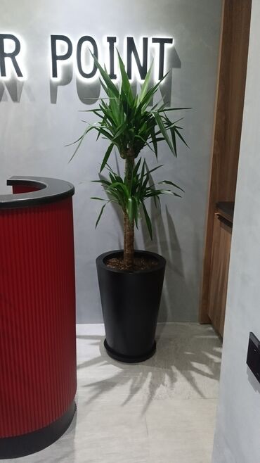 Şitillər: Qazon landşaft #qazon #torf #torf250litrlik Ekolayf #ekolayf balaken — 13