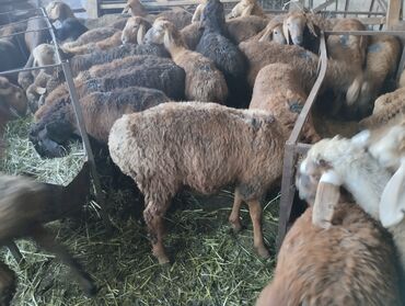 стрижка для овец: Сатам | Козу | Арашан