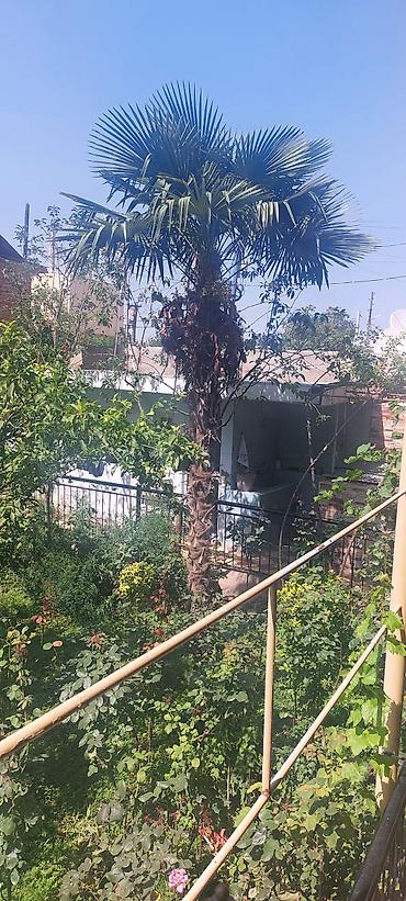 ağac gülləri: Satılır: Hündür dekorativ palma ağacı (Trachycarpus fortunei – külək — 1