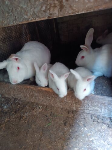 şirin dovşan şəkilləri: Dovşanlar hamısı sağlam dişili erkeyli dovşanlardi biri 10 manata