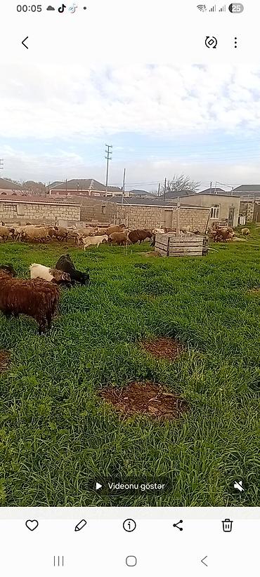 qoyun ana bala: Qoyun sürüsü – ətlik və damazlıq potensialı - Növ: Qarışıq yerli — 2